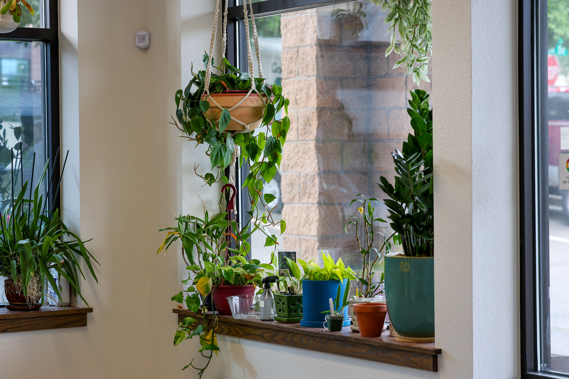 Plant-lined windowsill with hanging plants at Golden Jiu Jitsu